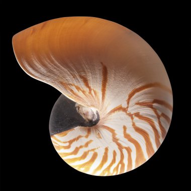 izole chambered nautilus kabuğu