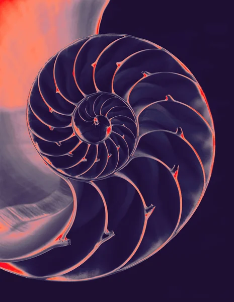 大家鹦鹉螺的壳 — 图库照片