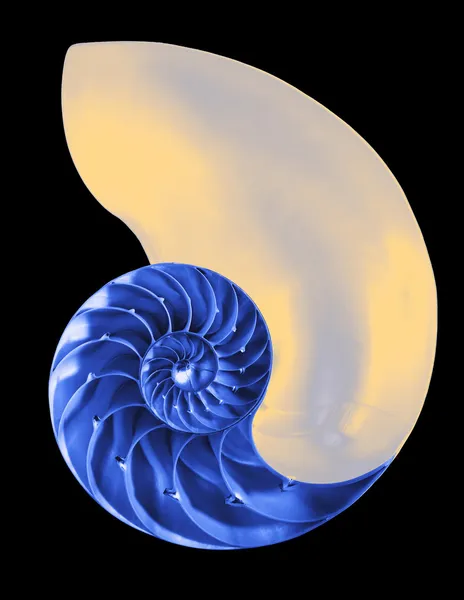 stock image Chambered nautilus shell