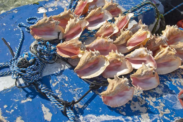 Conchas de concha — Fotografia de Stock