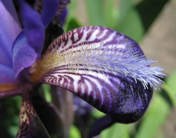 Primo piano di un petalo di iride viola — Foto Stock