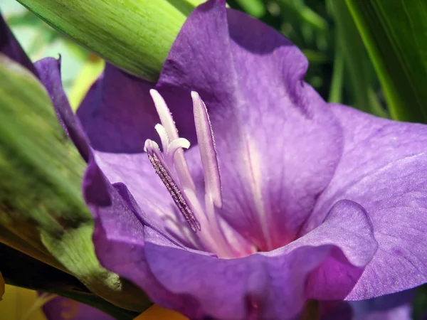 Närbild på violett gladiolus — Stockfoto