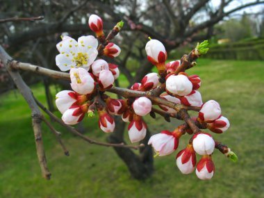 Sakura çiçek erime. Bahar