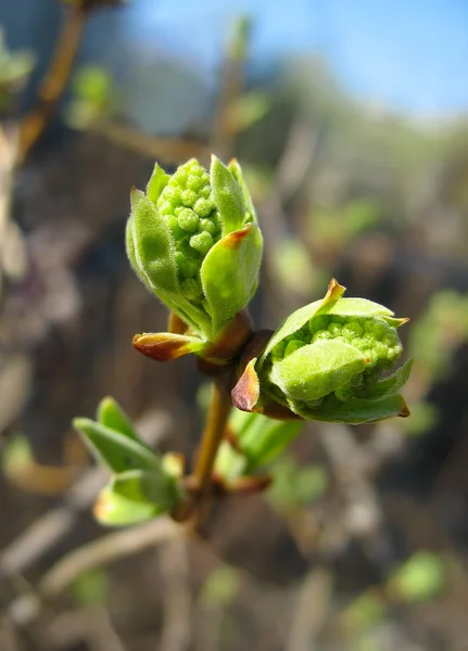 Bahar. Lila tomurcukları erime — Stok fotoğraf