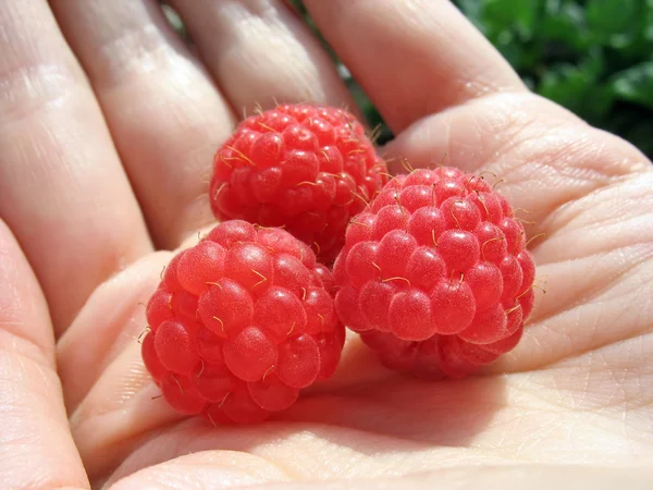 Three raspberries on woman's palm close up — Stock Photo, Image
