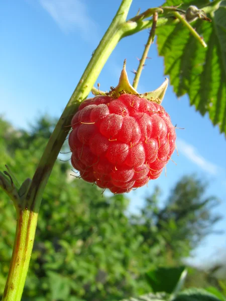 Raspberry against blue sky background — Stock Photo, Image