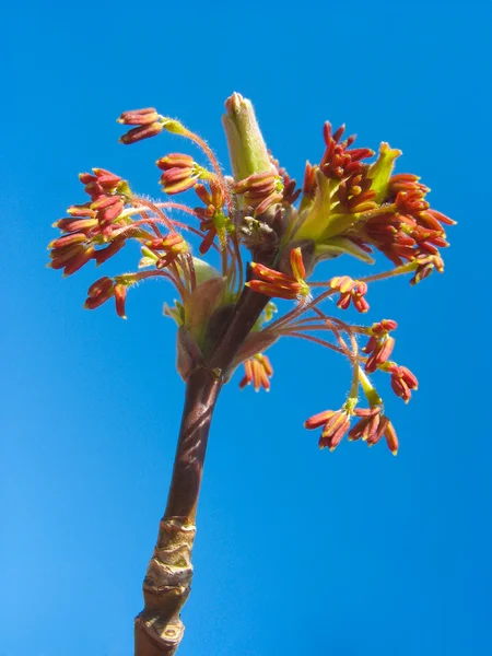 青い空を背景の赤いカエデの尾状花序 — ストック写真
