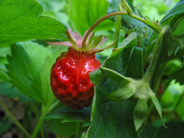 Strawberry against green leaves Stock Picture