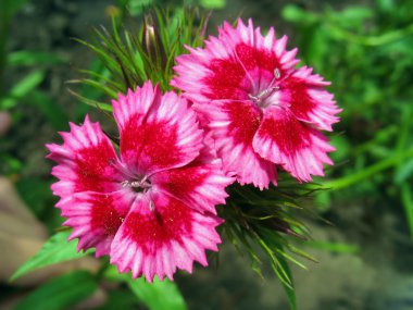 Pink sweet william clipart