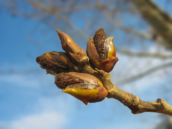 Spring. Melting poplar buds against blue sky — Stock Photo, Image