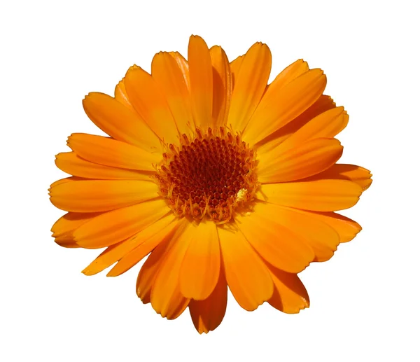 Calendula arancione isolata su bianco — Foto Stock