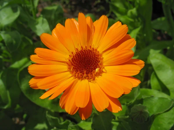 Ярко-оранжевый цветок — стоковое фото