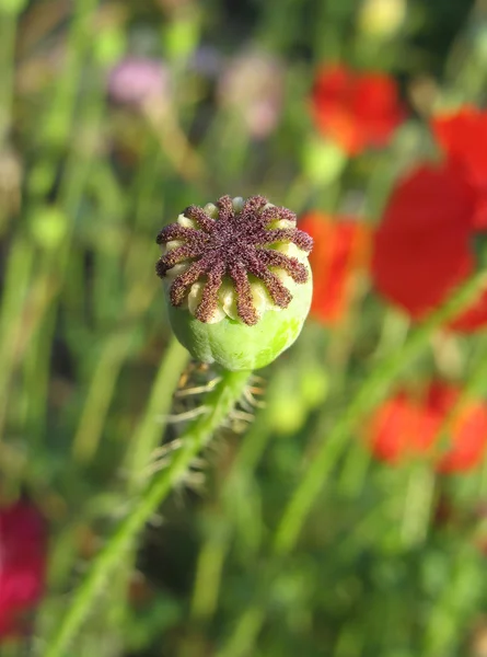 Boll de semillas de amapola contra hierba verde — Foto de Stock