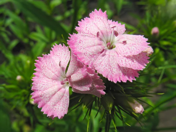 Pink sweet william — Stock Photo, Image
