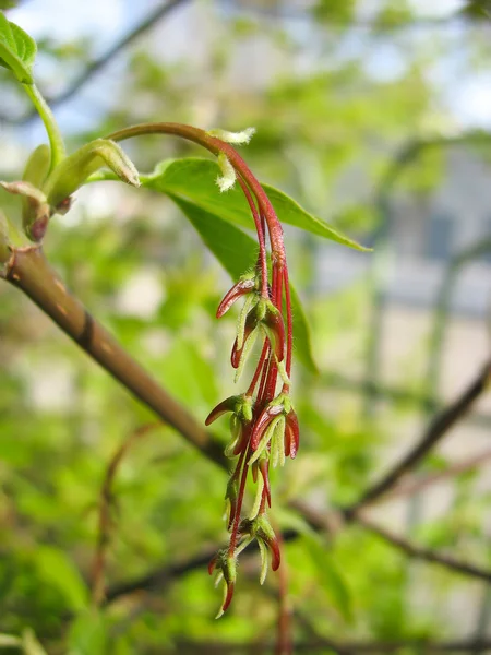 봄입니다. 젊은 빨강 단풍나무 씨앗 — 스톡 사진