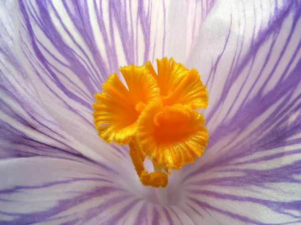 एका फुलाच्या आत. ऑरेंज स्टॅम्प्ससह क्रॉकस. मॅक्रो — स्टॉक फोटो, इमेज
