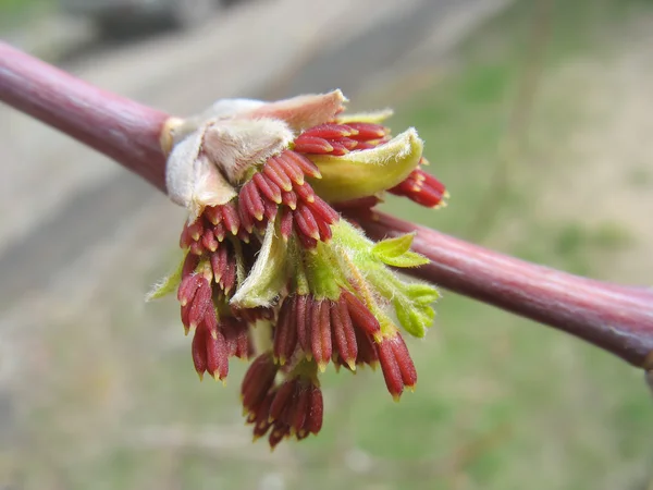 Jaro. červený javor Jehnědy. makro — Stock fotografie