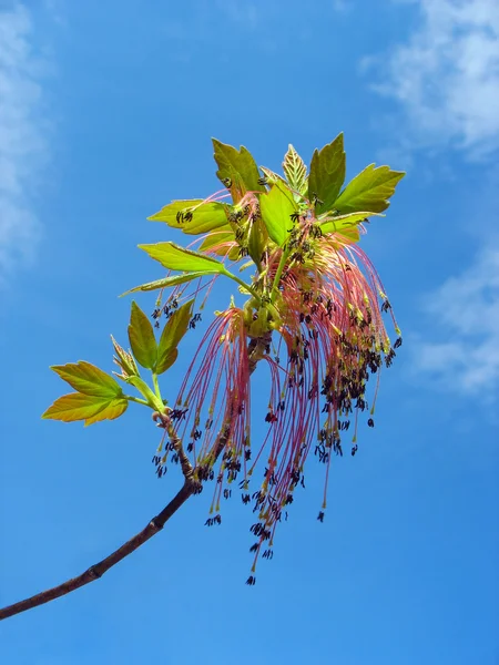 Maple twig with red catkins against blue sky background — Stock Photo, Image