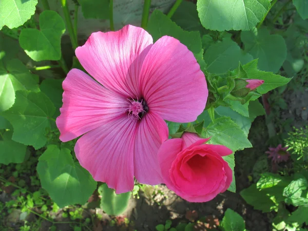 Pink lavatera flowers — Stock Photo, Image