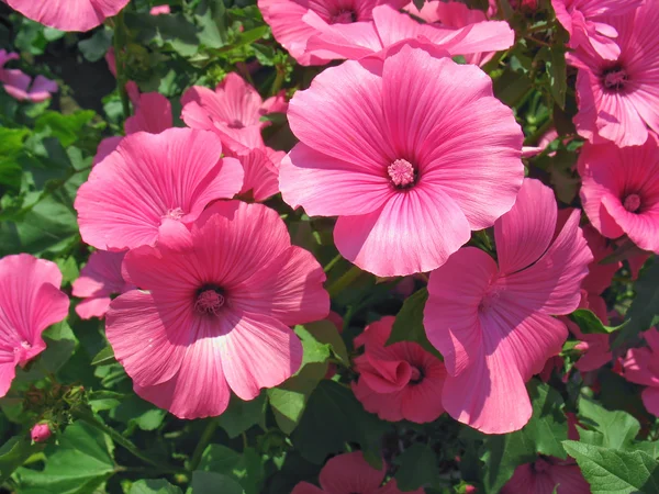 Flores de lavatera rosa —  Fotos de Stock