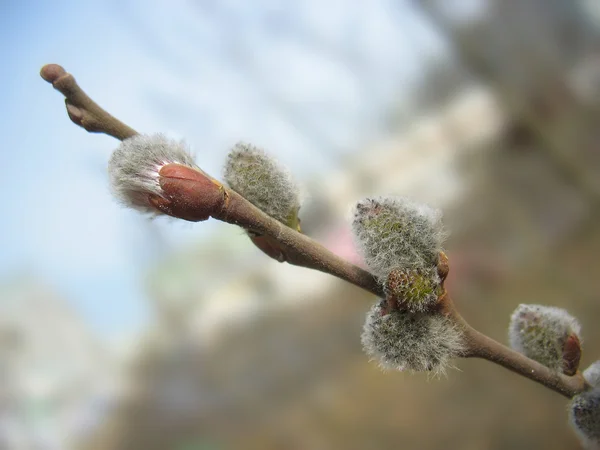 Spring. Pussy-willow twig with melting buds — Stock Photo, Image