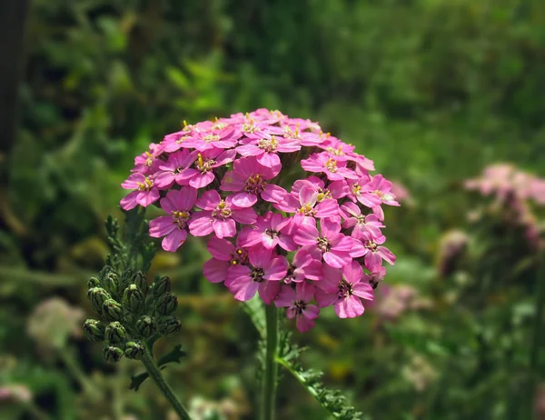 ピンク ノコギリソウの花のクローズ アップ — ストック写真