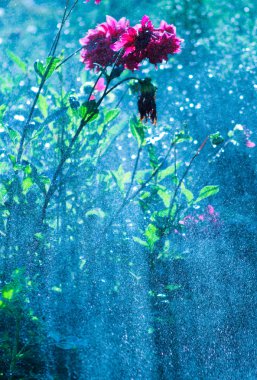 Flower under rain clipart