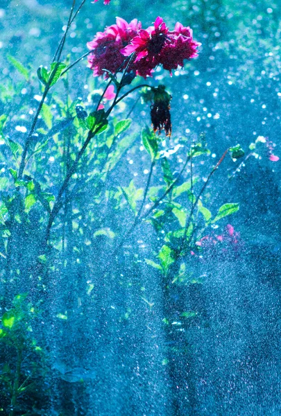 Blume im Regen — Stockfoto