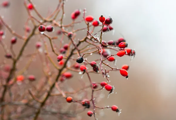 Red berry in the ice — Stock Photo, Image