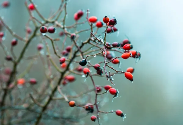 Czerwone jagody w lodzie — Zdjęcie stockowe