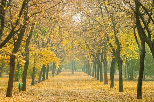 Autumnal park with road — Stock Photo, Image