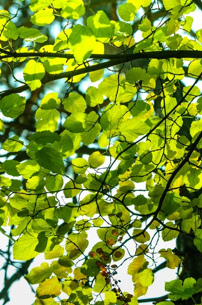 新鮮な緑の葉 — ストック写真