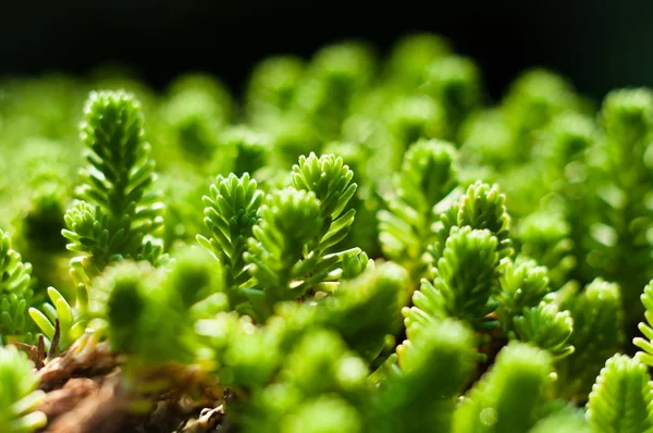 Fresh green plant ready to grow — Stock Photo, Image