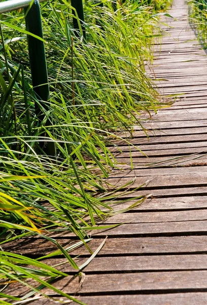 Um pequeno passeio com grama verde fresca — Fotografia de Stock