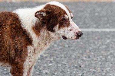 Abandoned lone dog on the road clipart