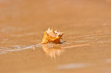 Closeup of a sea shell on wet sand clipart