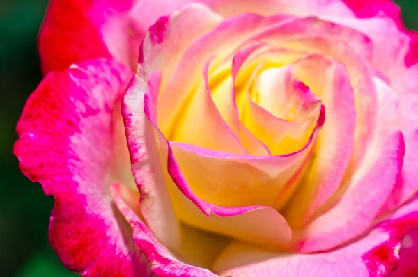 stock image Pink Rose closeup on green background