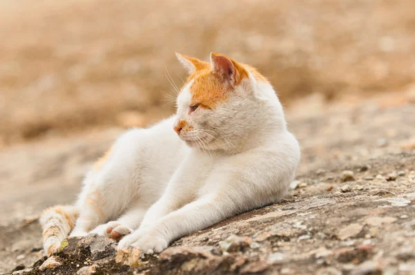 Sevimli kedi yerde uyumaya başlayan — Stok fotoğraf