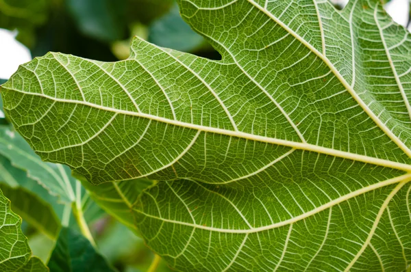 Green leaf closeup with veins — Stock Photo, Image