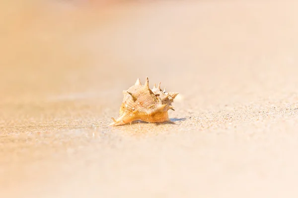 Gros plan d'une coquille sur du sable mouillé — Photo