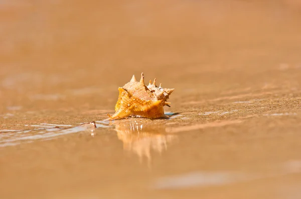 Close-up van een zee schelp op nat zand — Stockfoto