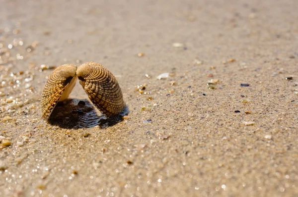 Close-up van een zee schelp op nat zand — Stockfoto