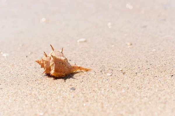 Крупним планом морська мушля на вологому піску — стокове фото