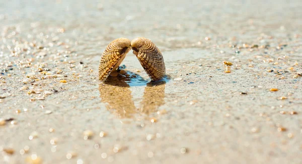 Closeup de uma concha do mar em areia molhada — Fotografia de Stock