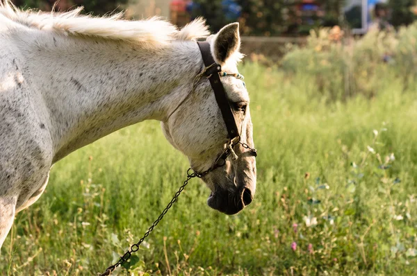 Nahaufnahme eines schönen weißen Pferdes — Stockfoto