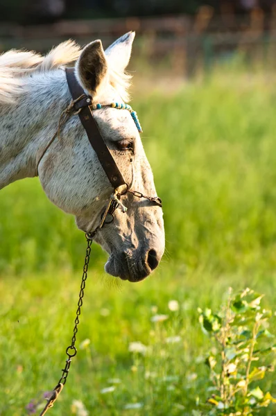 Closeup koně v lese — Stock fotografie