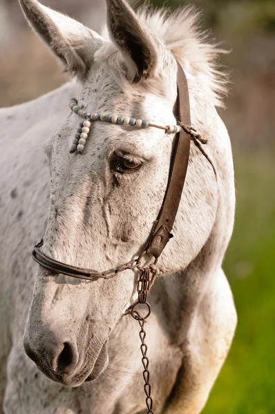 Κινηματογράφηση σε πρώτο πλάνο του μια όμορφη άσπρο άλογο — Φωτογραφία Αρχείου