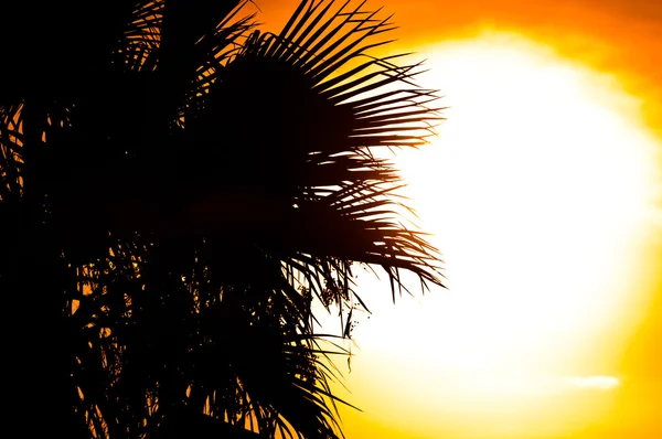 Mooie zomerse achtergrond met het silhouet van een palm, boom — Stockfoto