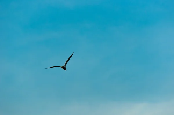 Seagull mot blå himmel — Stockfoto