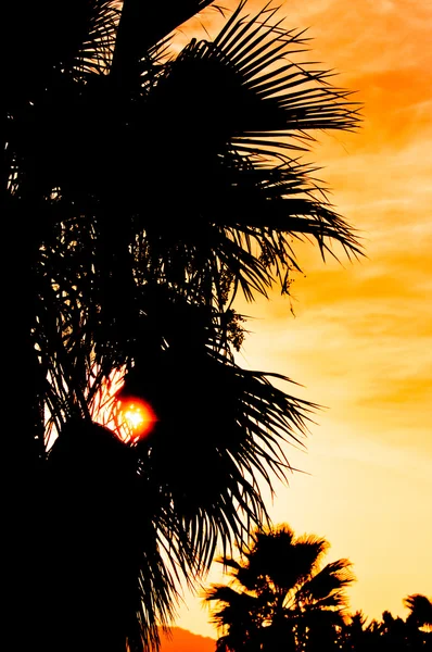 Fundo de verão na cor laranja com palma — Fotografia de Stock